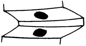 FX݆͜pX݆gZӹ݆X|zԇ